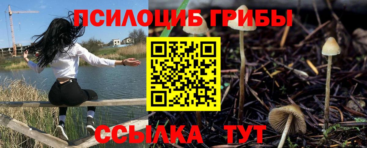 Тихвин  Псилоцибиновые грибы Psilocybe  Вход с VPN  Псилоцибиновые грибы GOLDEN TEACHER 